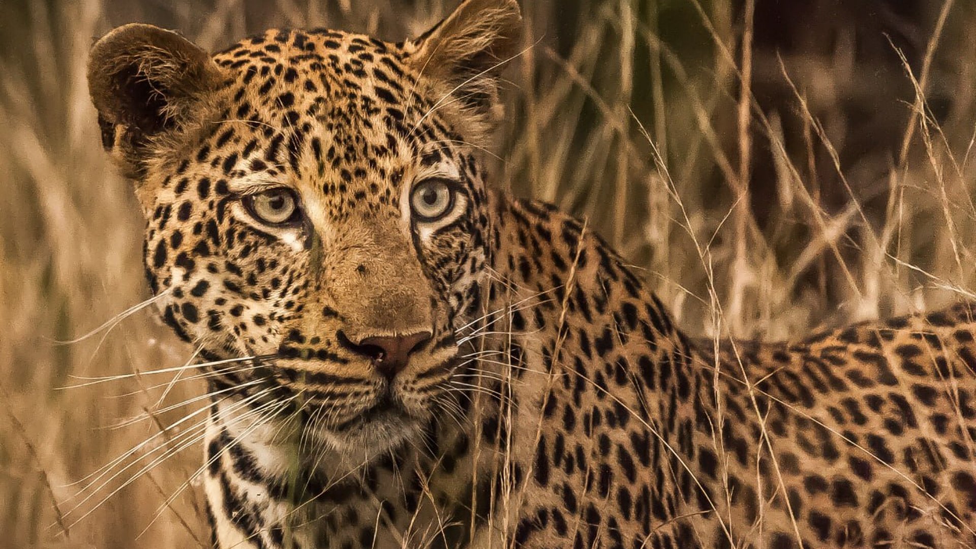 African safari wildlife, choosing the best safari country in Africa
